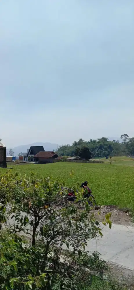 Tanah Kebun Kopi Produktif