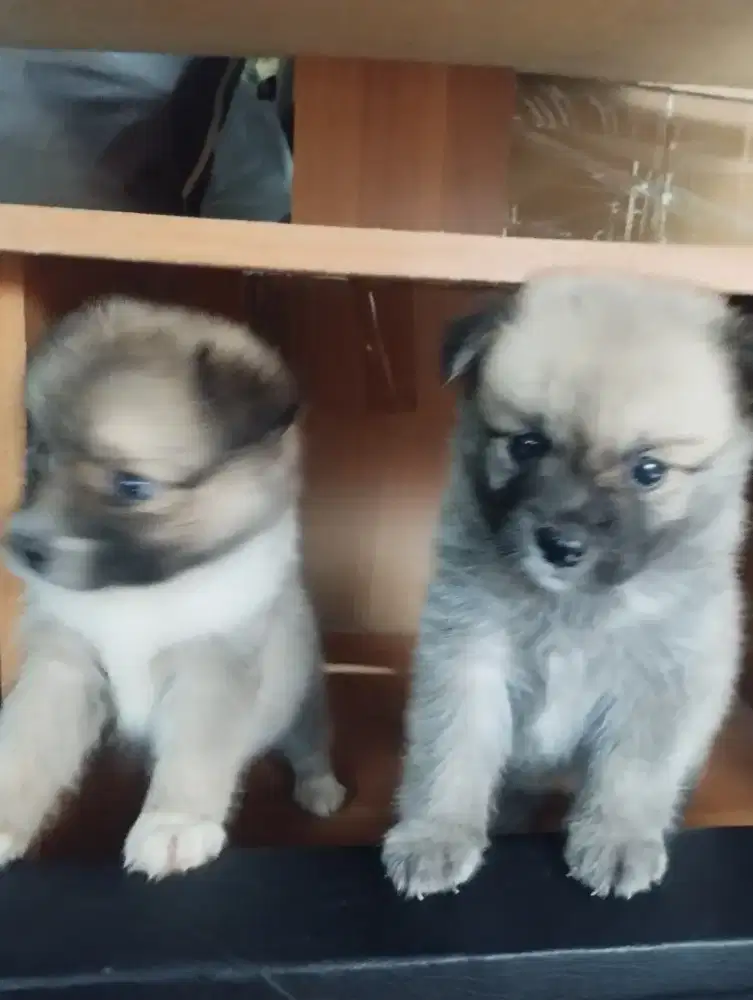 Open Adopt Pompom