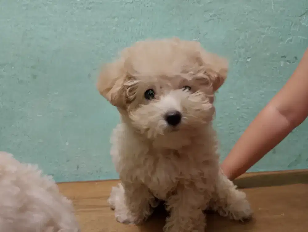Dijual poodle asli