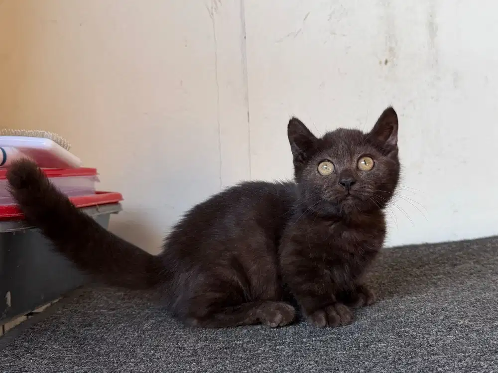 Kucing Munchkin Betina 5 ekor munchkin (4 cebol 1 ns)