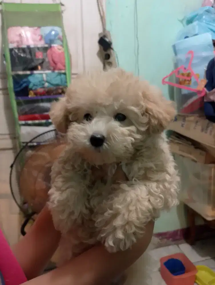 Dijual poodle jantan dan betina face seperti boneka