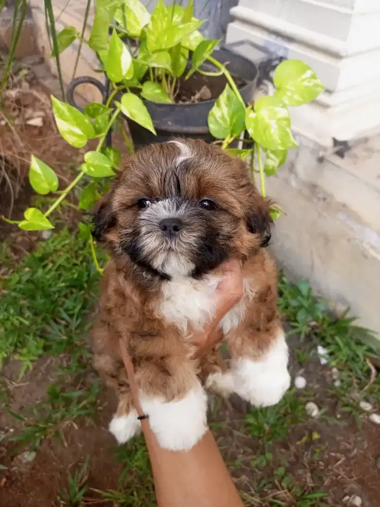 Puppy Shittzu poodle