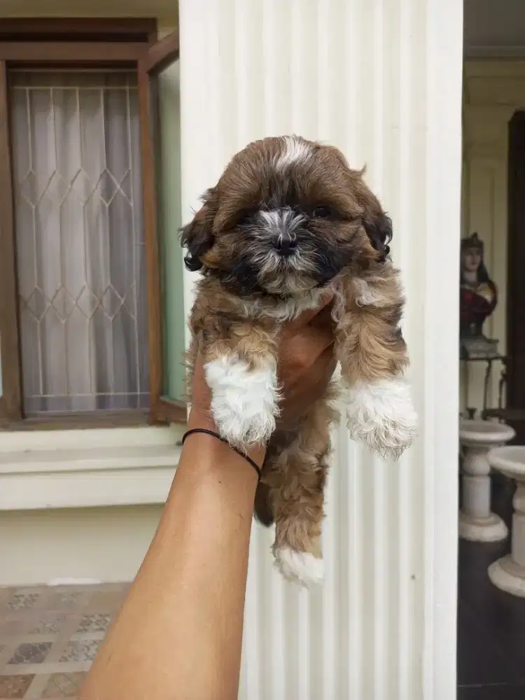 Puppy Shihtzu Poodle