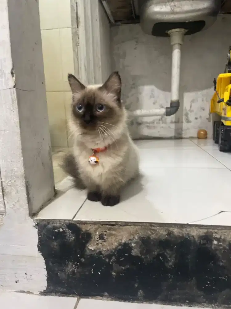 Munchkin beserta kandang dan litterbox robot