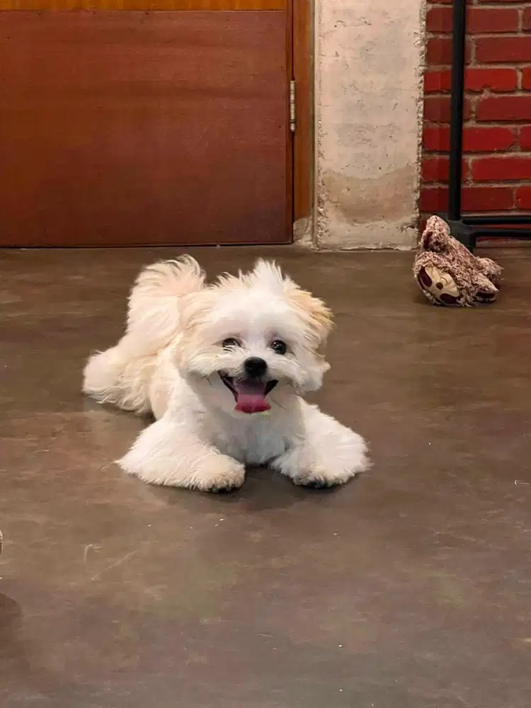 Anjing maltese 10 bulan jantan
