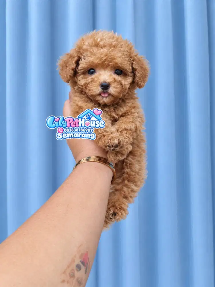 Poodle Lucu Cute Kriwil