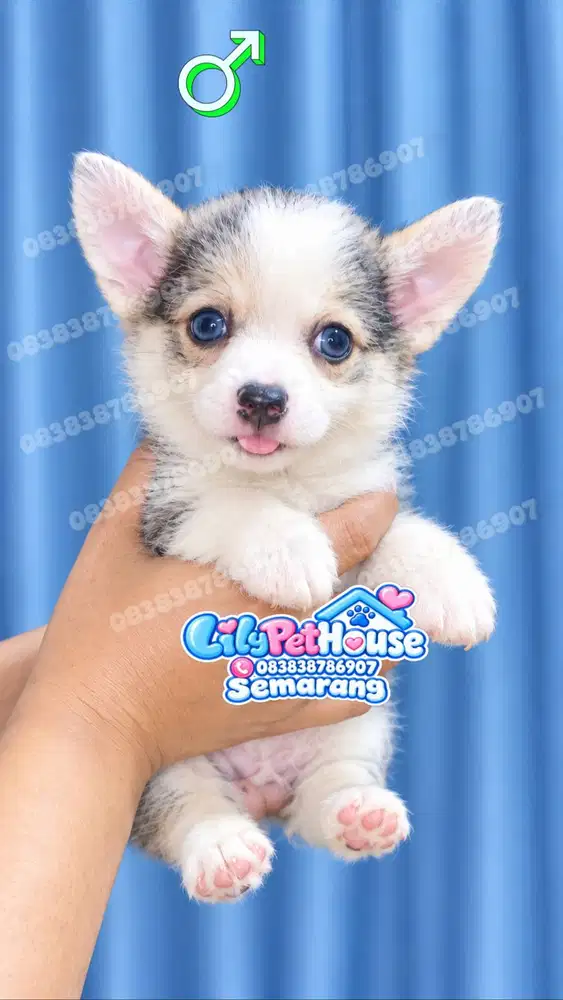 Corgi Jantan Cuakep Mata Biru