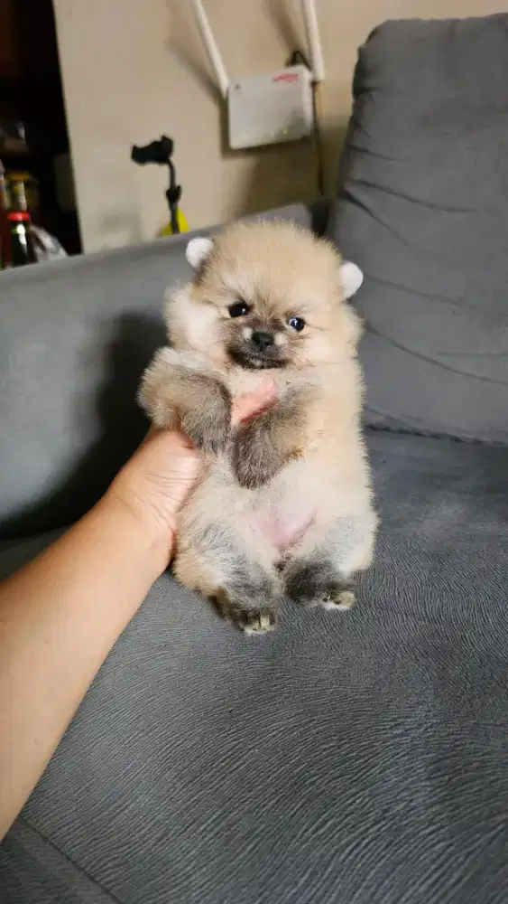 Supermini Pom betina superlucu