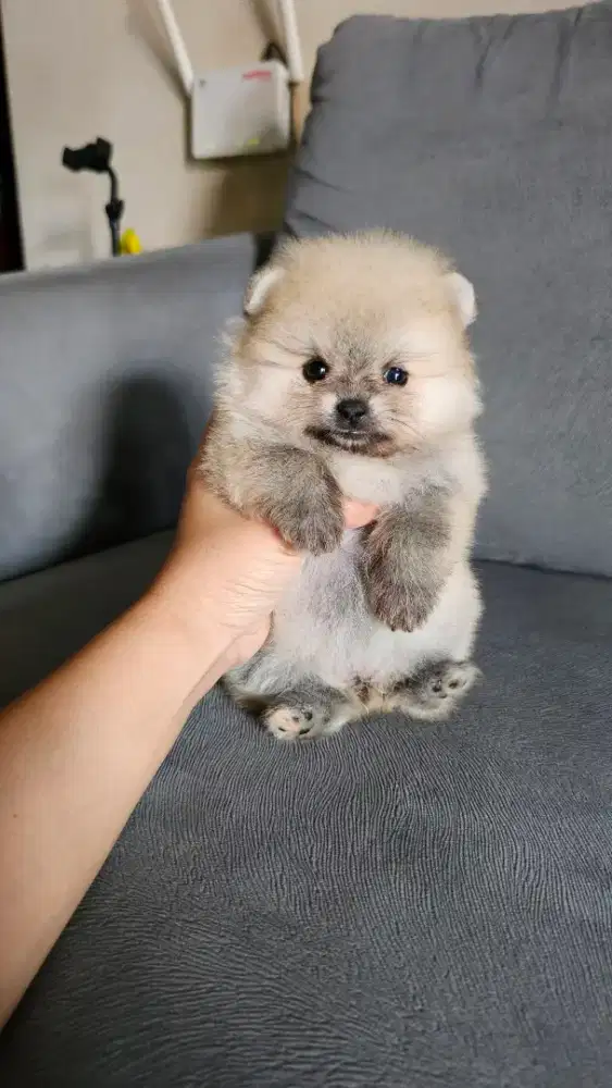 Superminipom betina superlucuu