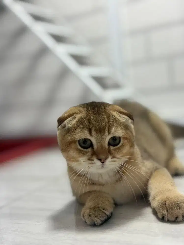 Scottish fold jantan kitten golden anak import
