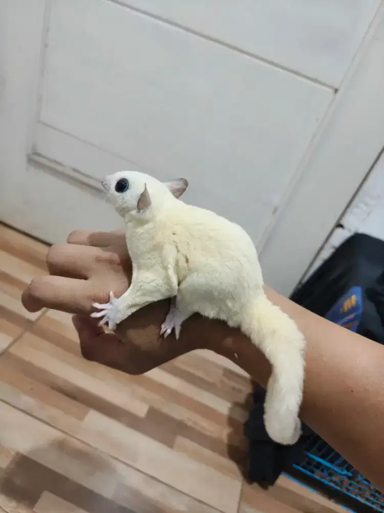 Sugar Glider Albino dan Sepasang