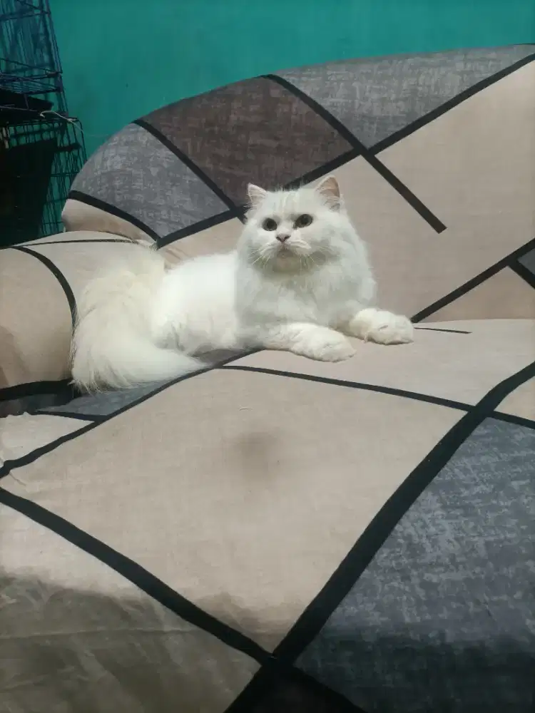 Kucing putih bersih betina propen