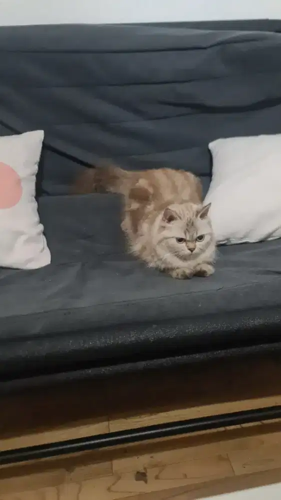 Kucing Persia Betina Cream