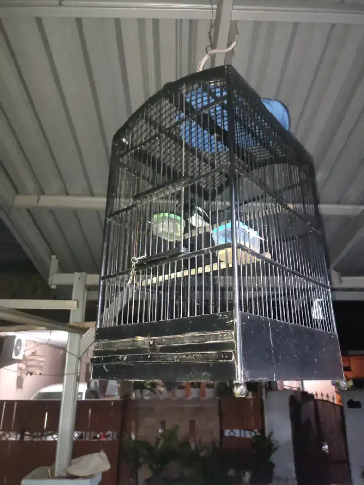 Jual burung kacer Baru lepas Trotol