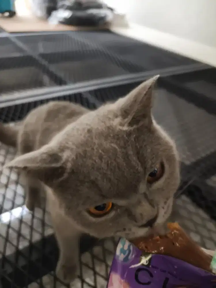 Kucing BSH Betina Blue Pedigree