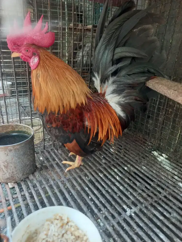 Ayam kate jantan