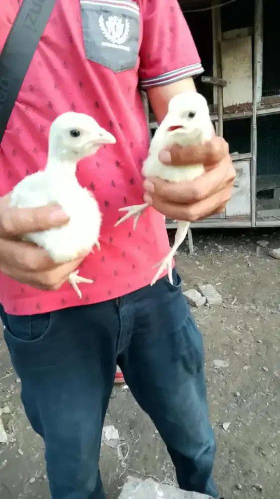 Anak ayam kalkun