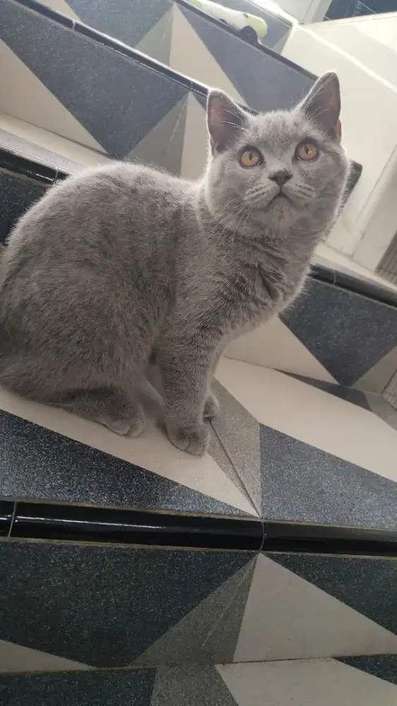 kucing bsh  jantan blue solid