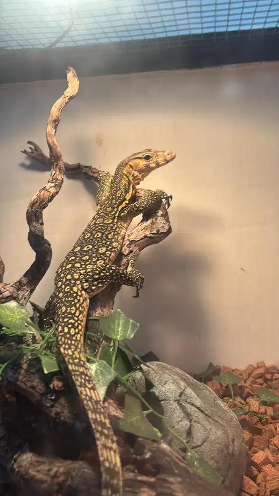 Varanus Celebensis