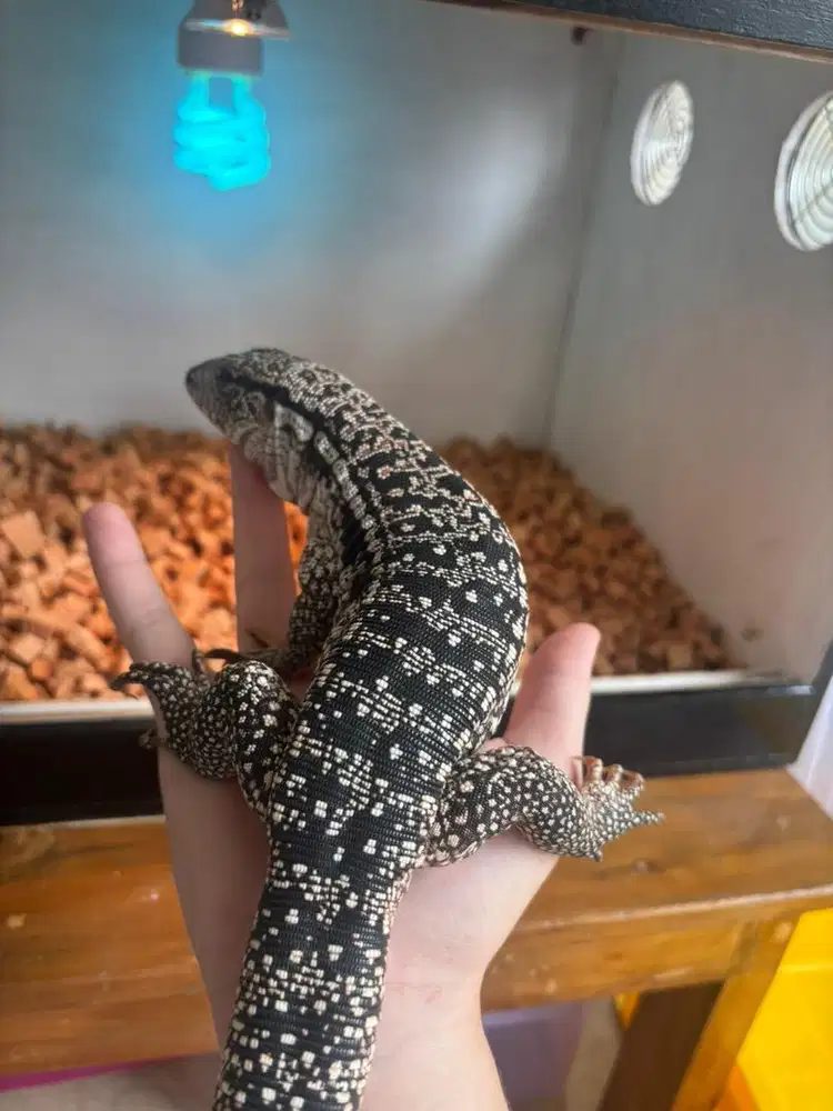 Red x Cha Argentinian Tegu
