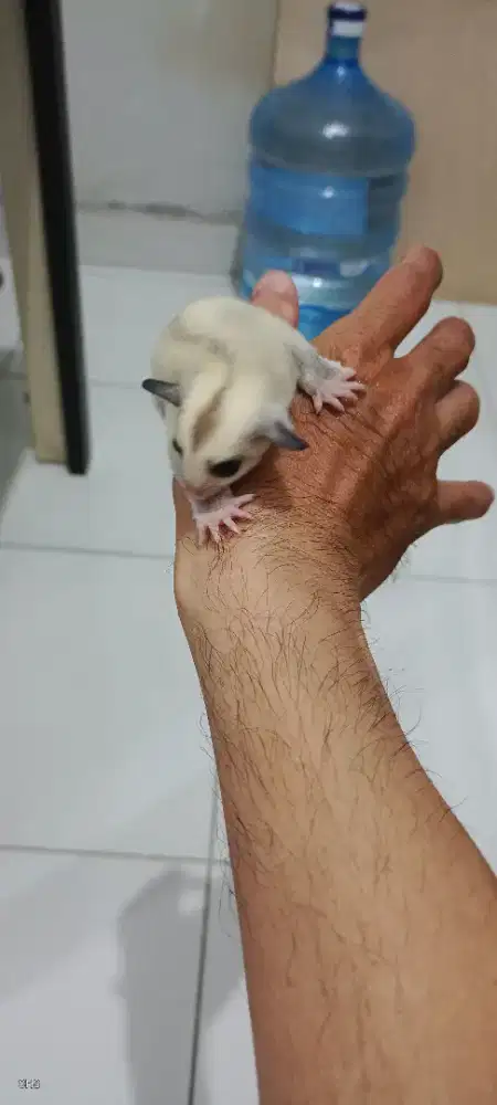 Sugar Glider Joey Platinum