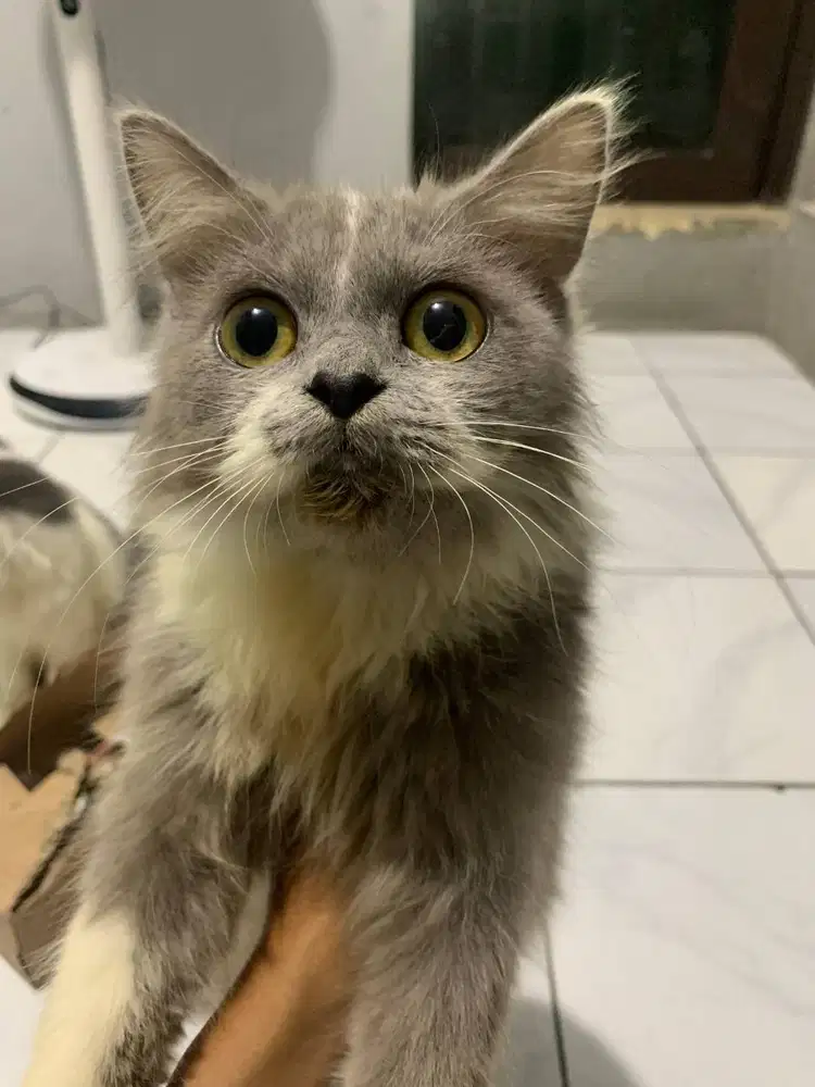 Kucing Persia/Persian Cats