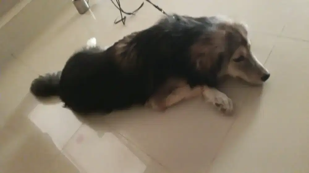 Open adopt Malamute mix Golden Female