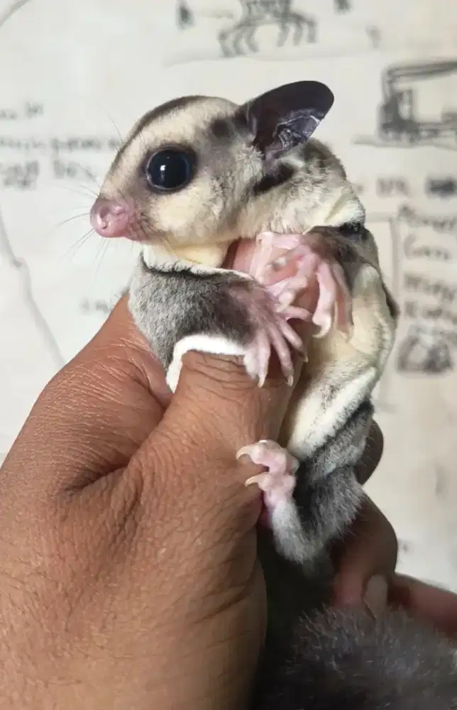 Sugar glider betina 1,5 bln