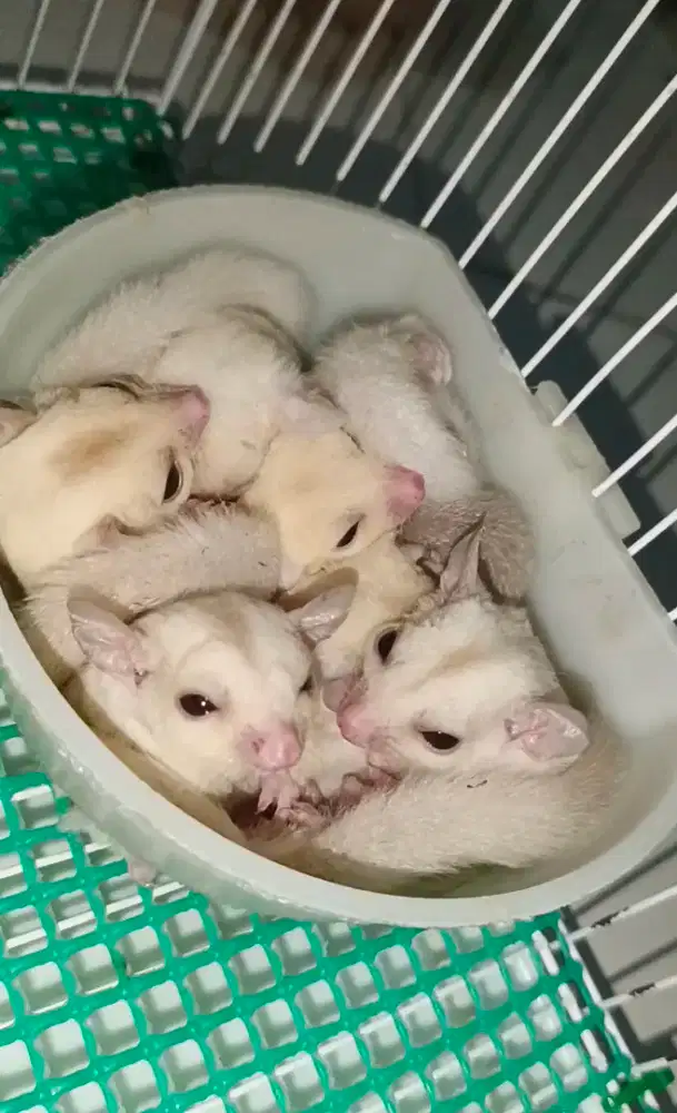 Sugar glider joey cremoz, ruby leu, cremino