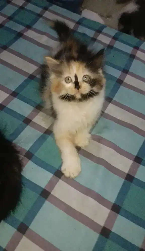 Kitten Persia regdoll