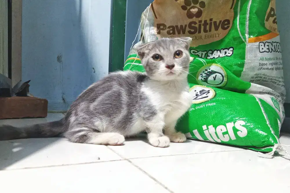 Munchkin scottish fold (gaelic)