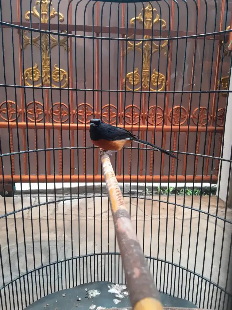 Murai batu hutan