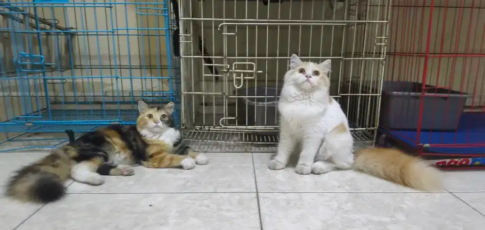 Kucing persiaa betina flat & medium usia 4 bulanab sehat terawat