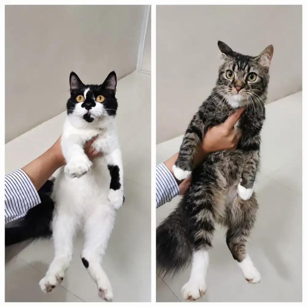 Kucing Betina Persia
