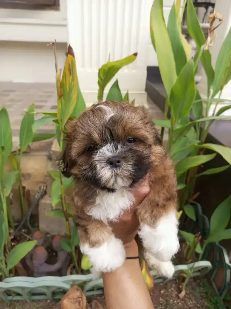 SHIHTZU MIX POODLE / SHIPOO