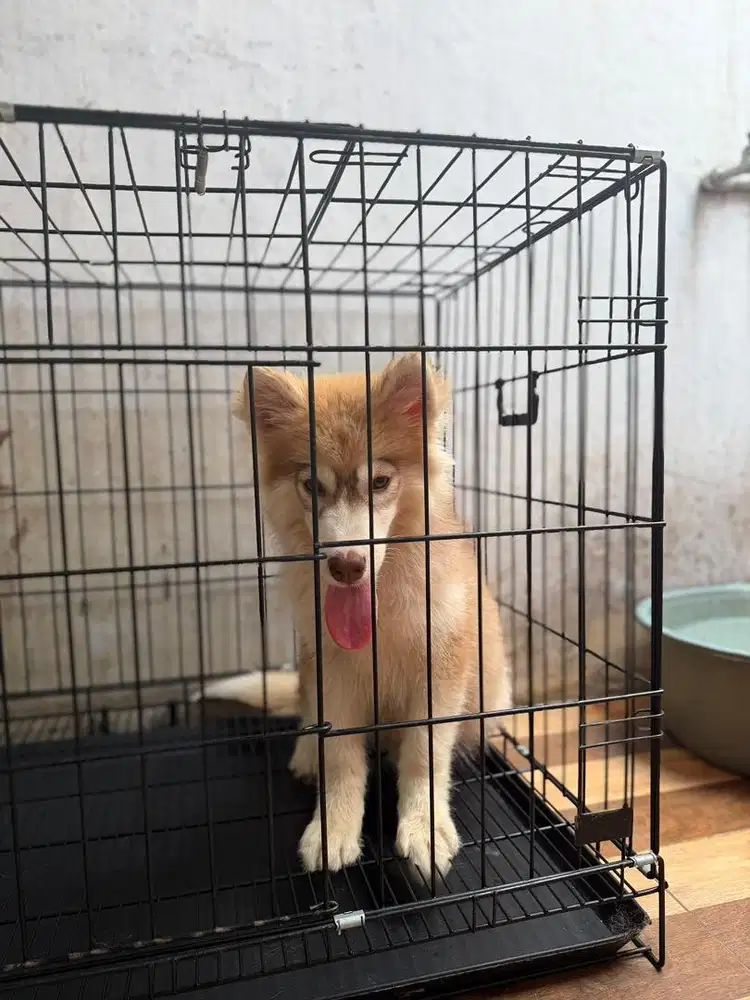 Alaskan Malamute mix husky