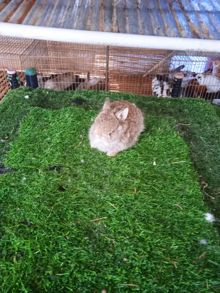 Kelinci mini Netherland dwarf