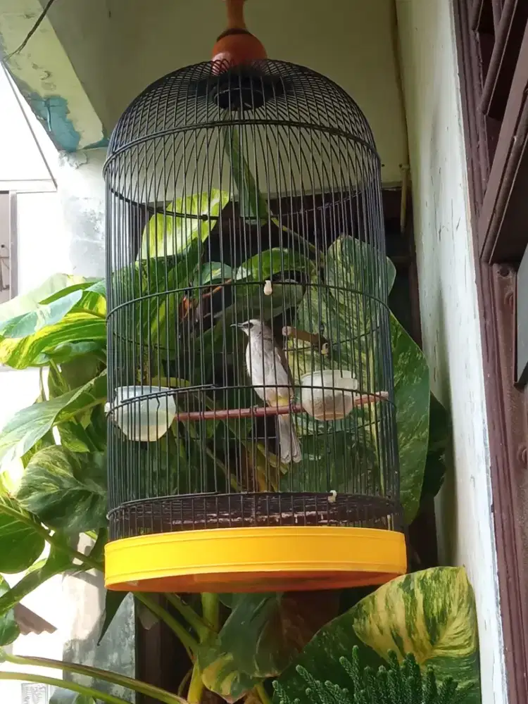 Burung Trucuk Plus Kandangnya