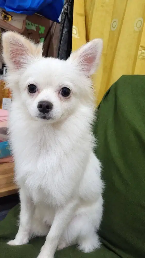 Dijual Pom Betina