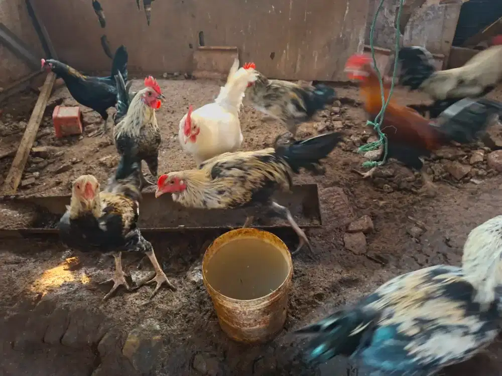 Ayam kampung remaja siap potong dan ternak