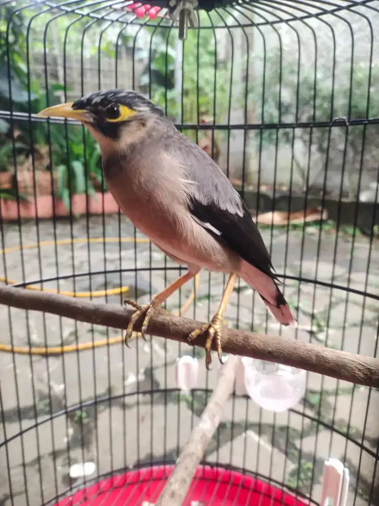 Burung jalak suren