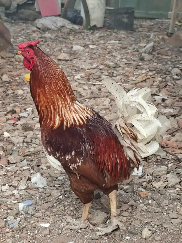 Jual Ayam Kampung Asli Ternak Sendiri | Siap Kirim Jabodetabek
