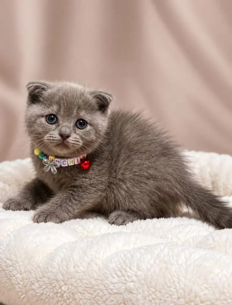 SF & SS Kitten Jantan dan Betina