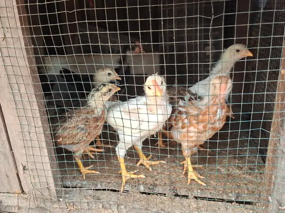 Jual anak ayam kampung super sehat cocok untuk ternak dan peliharaan