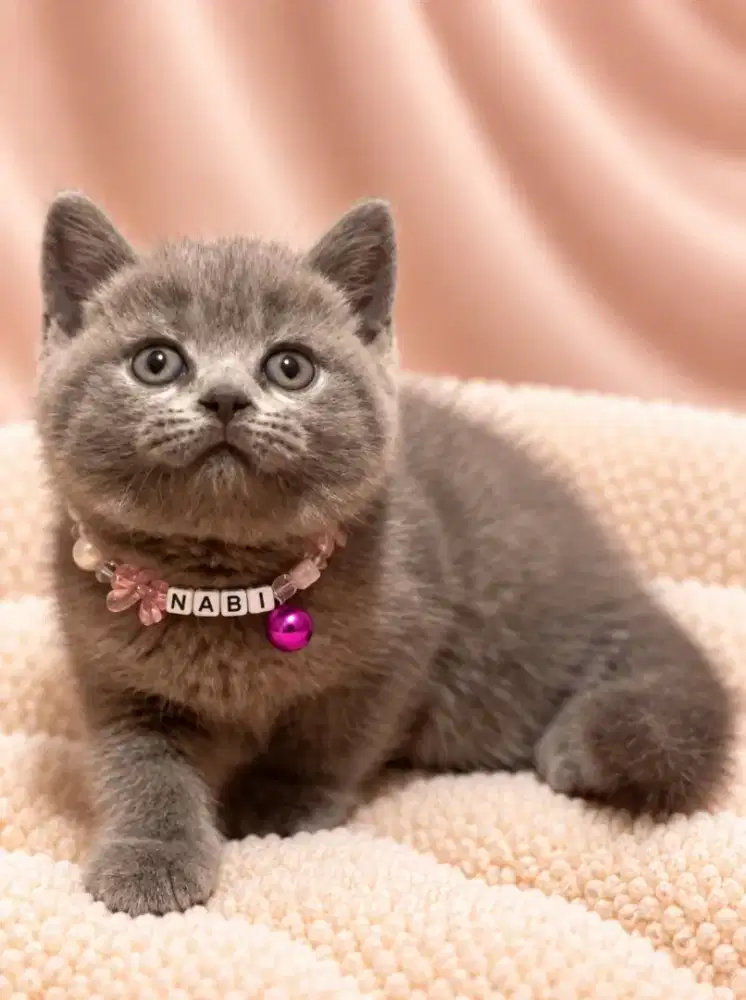 BSH KITTEN JANTAN DAN BETINA