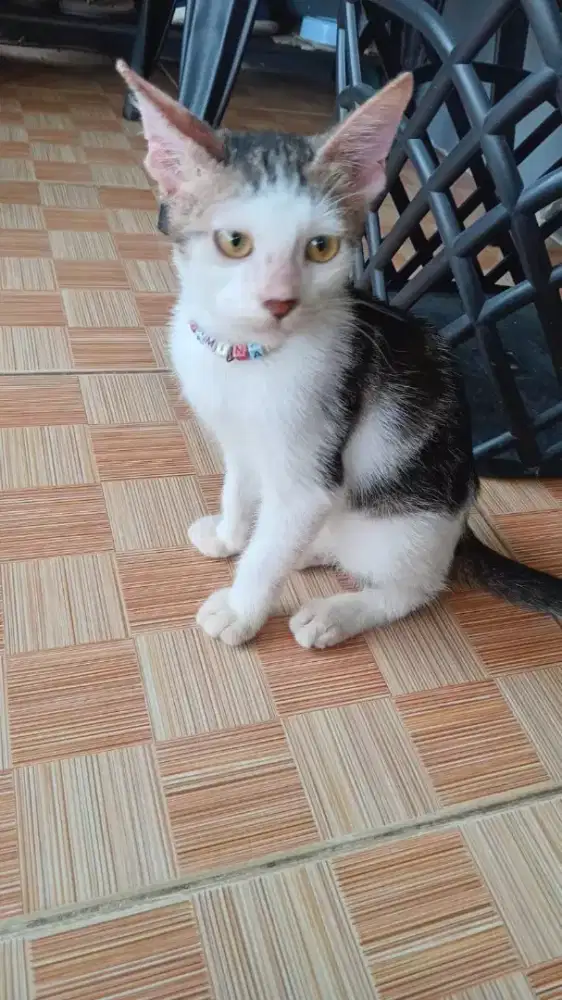 Adop kucing dewasa putih mix abu,manja&penurut