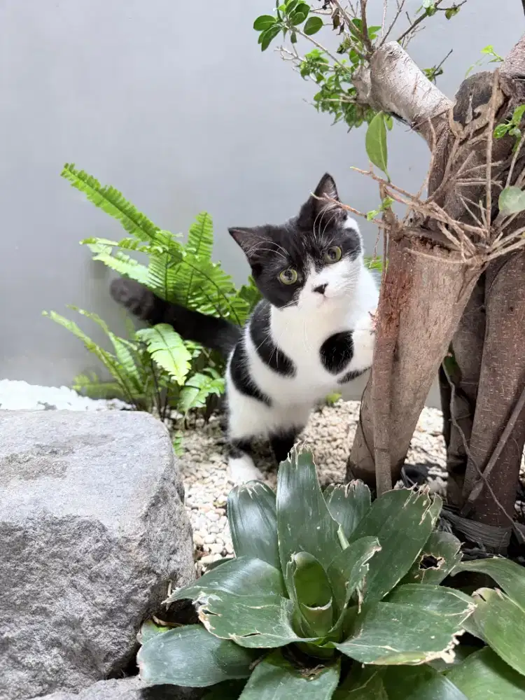 Kucing Munchkin