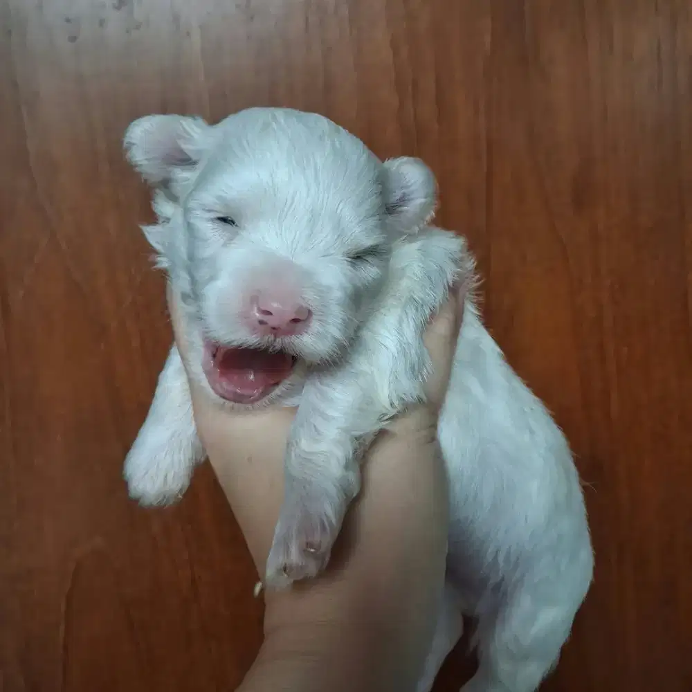 Maltese jantan dan netina