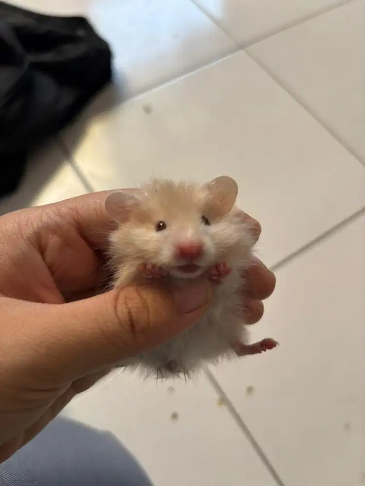 Hamster syirian longhair