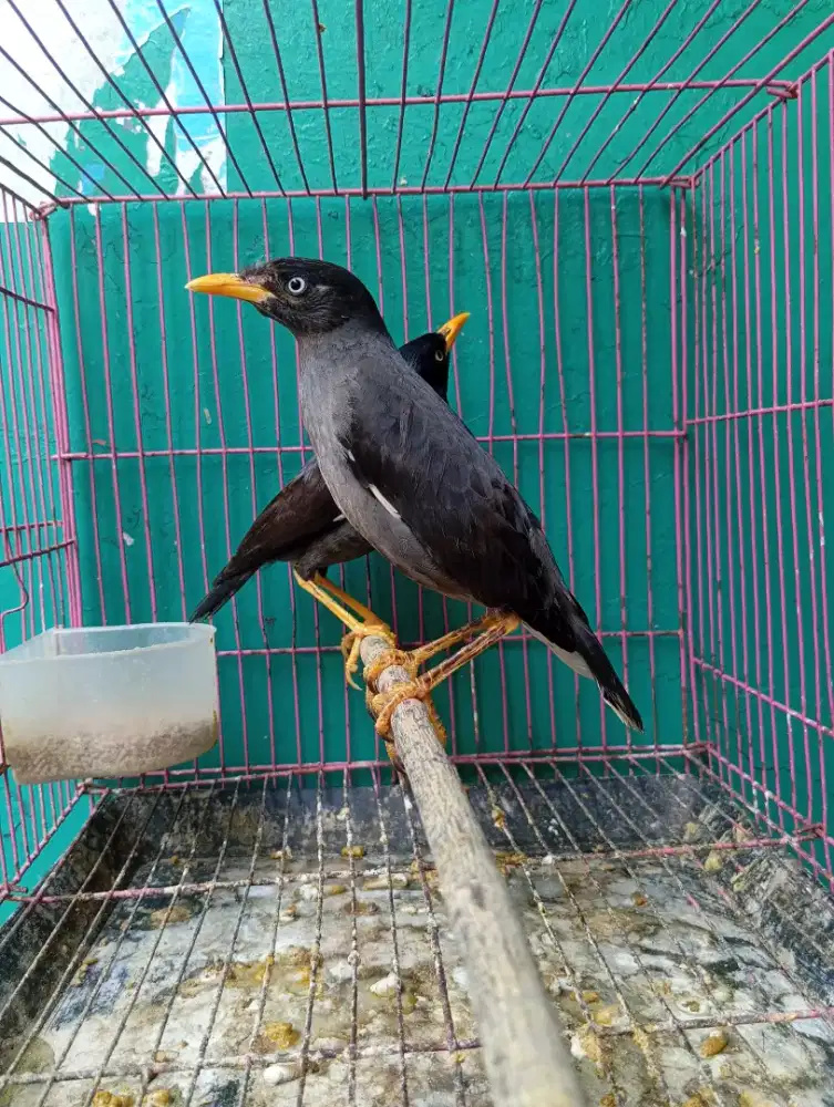 Jalak Kebo Mata Putih Sepasang Mulus Sudah Rajin Bunyi Isian Banyak